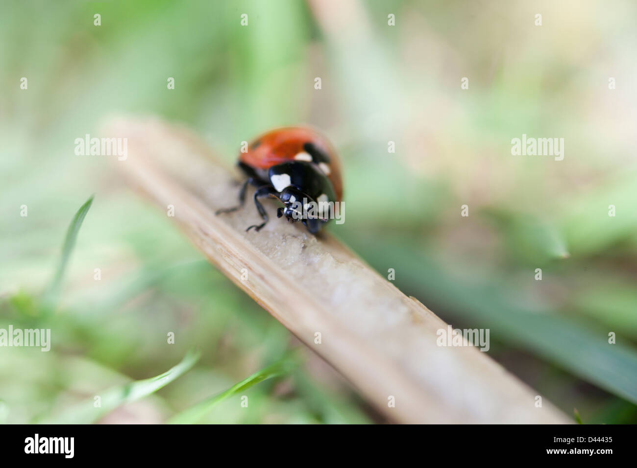 A seven dots ladybug on a stick  Stock Photo