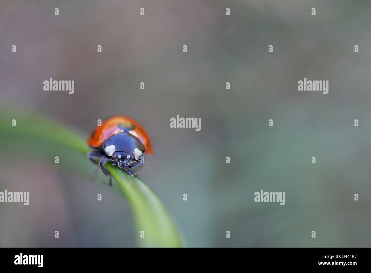 A seven dots ladybug on a grass blade. Stock Photo