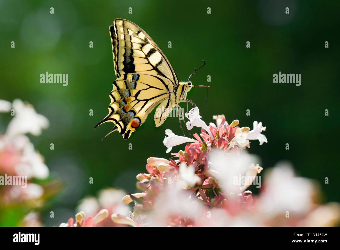 Close up of a yellow swallowtail butterfly (lepidoptera) sucking nectar from abelia flowers in a beautiful garden. Stock Photo
