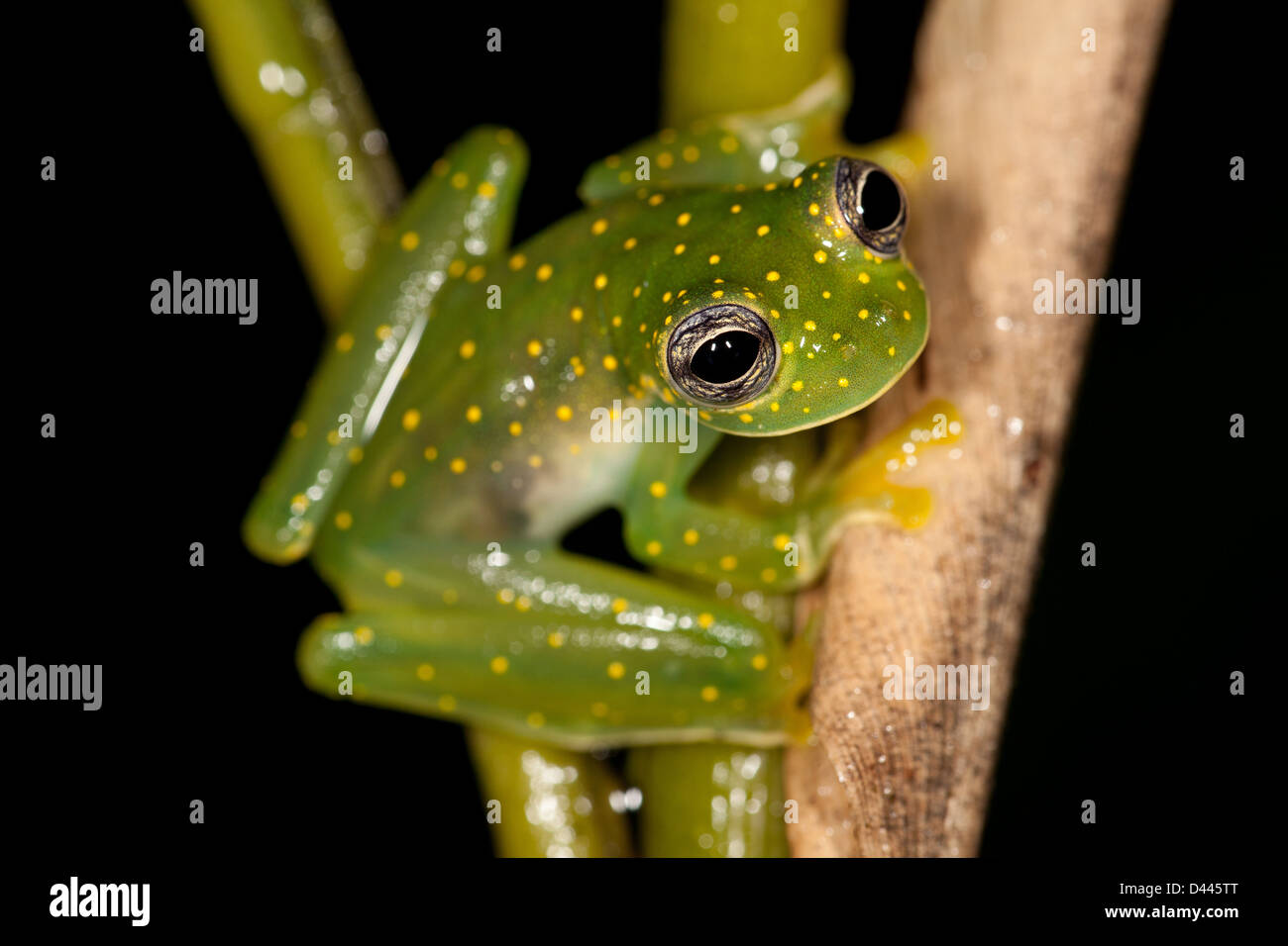 White-spotted Glass Frog, Cochranella albomaculata, in Burbayar nature reserve, Panama province, Republic of Panama. Stock Photo