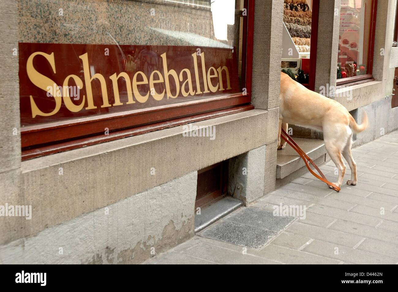 A dog glimpses into a bakery that offers the traditional baked goods Schneeballen (Snow balls) in Rothenburg ob der Tauber, Germany, 15 December 2007. Fotoarchiv für Zeitgeschichte - Steinach Stock Photo