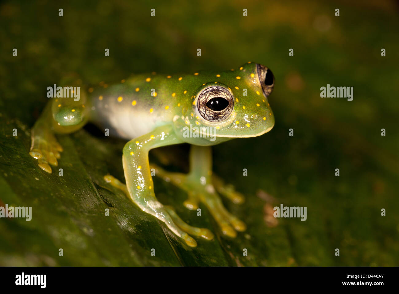 White-spotted Glass Frog, Cochranella albomaculata, in Burbayar nature reserve, Panama province, Republic of Panama. Stock Photo