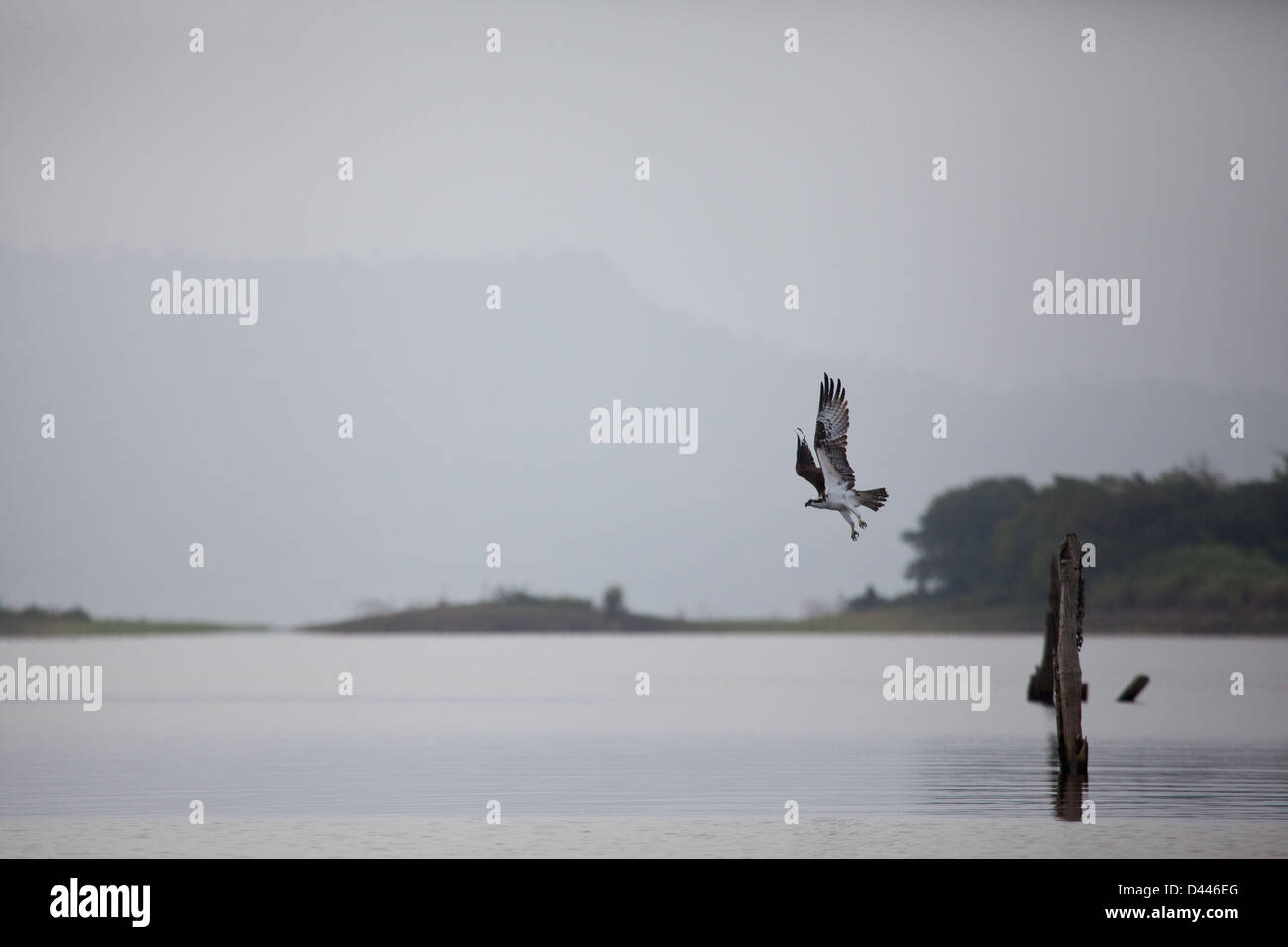 Osprey, sci.name; Pandion haliaetus, above Lago Bayano (lake), Panama province, Republic of Panama. Stock Photo