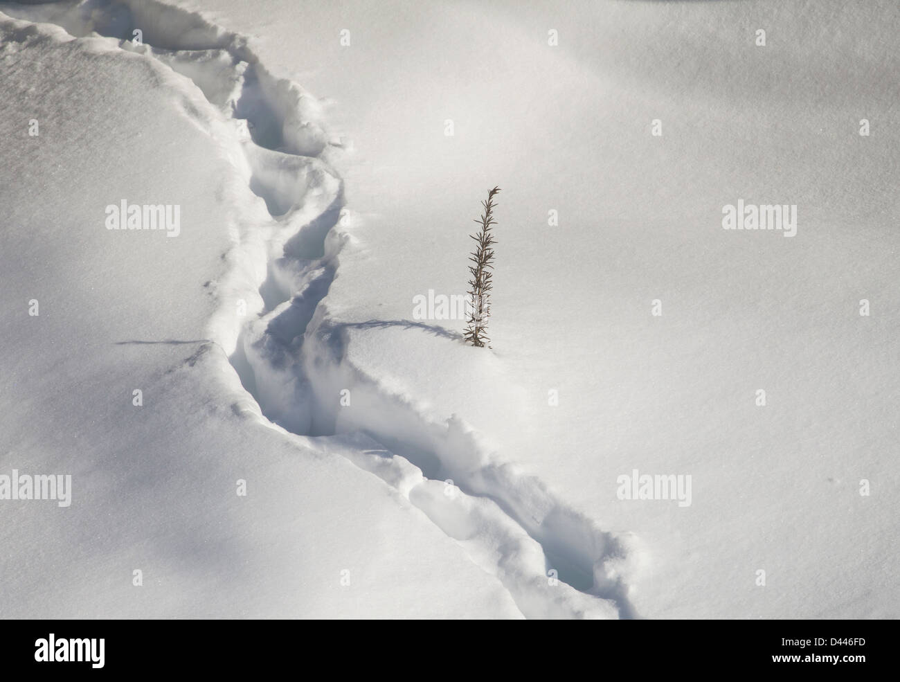 After a snowstorm, a breakup in the snowfall depicting the quantity of snow with a top of a branch showing above the snow. Stock Photo