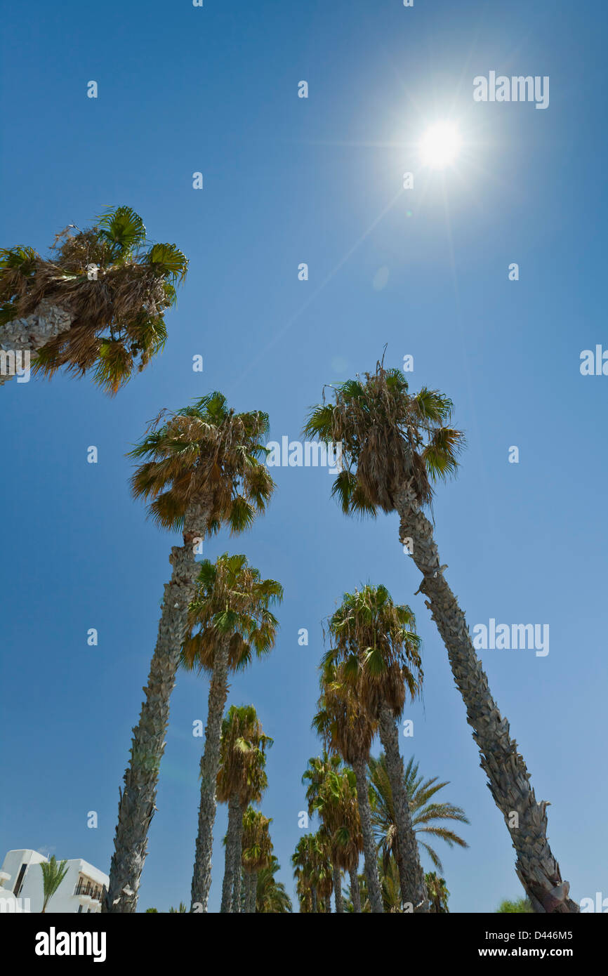Palm trees at Paphos, Cyprus Stock Photo
