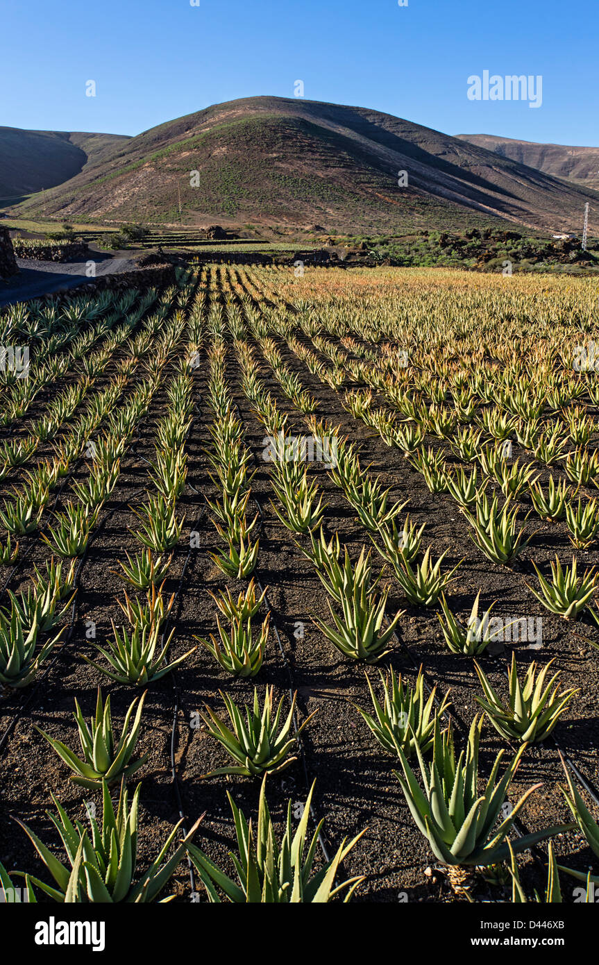 Aloe Vera field near Orzola, Lanzarote, Canary Islands, Spain Stock Photo -  Alamy