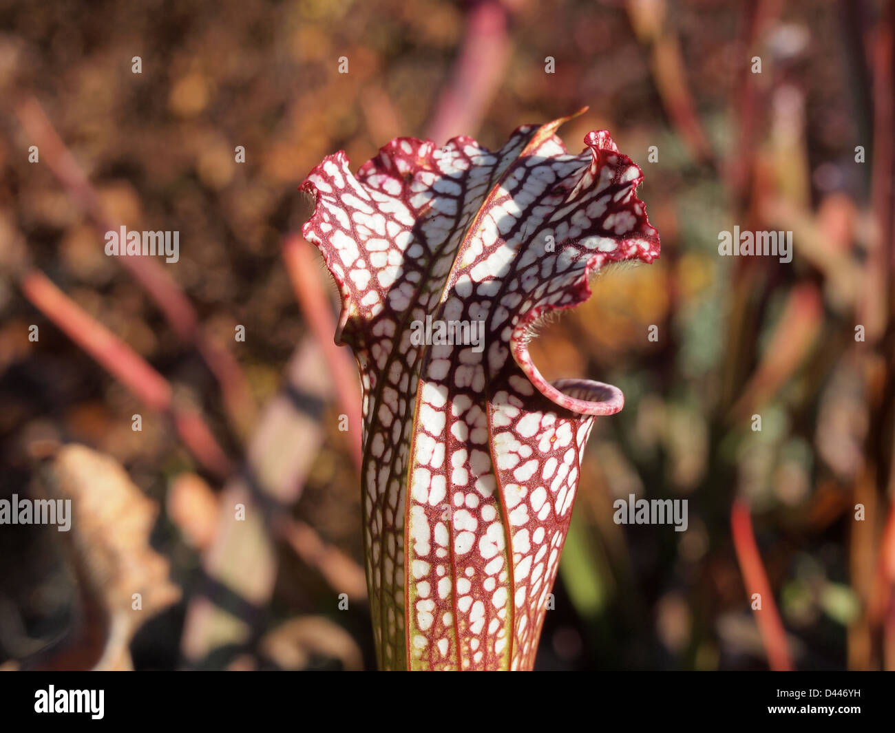 Trumpet pitcher plants hi-res stock photography and images - Alamy