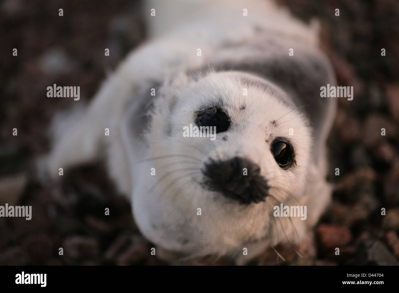 A baby Harp Seal lays on a rocky beach. Englishtown, Nova Scotia Stock