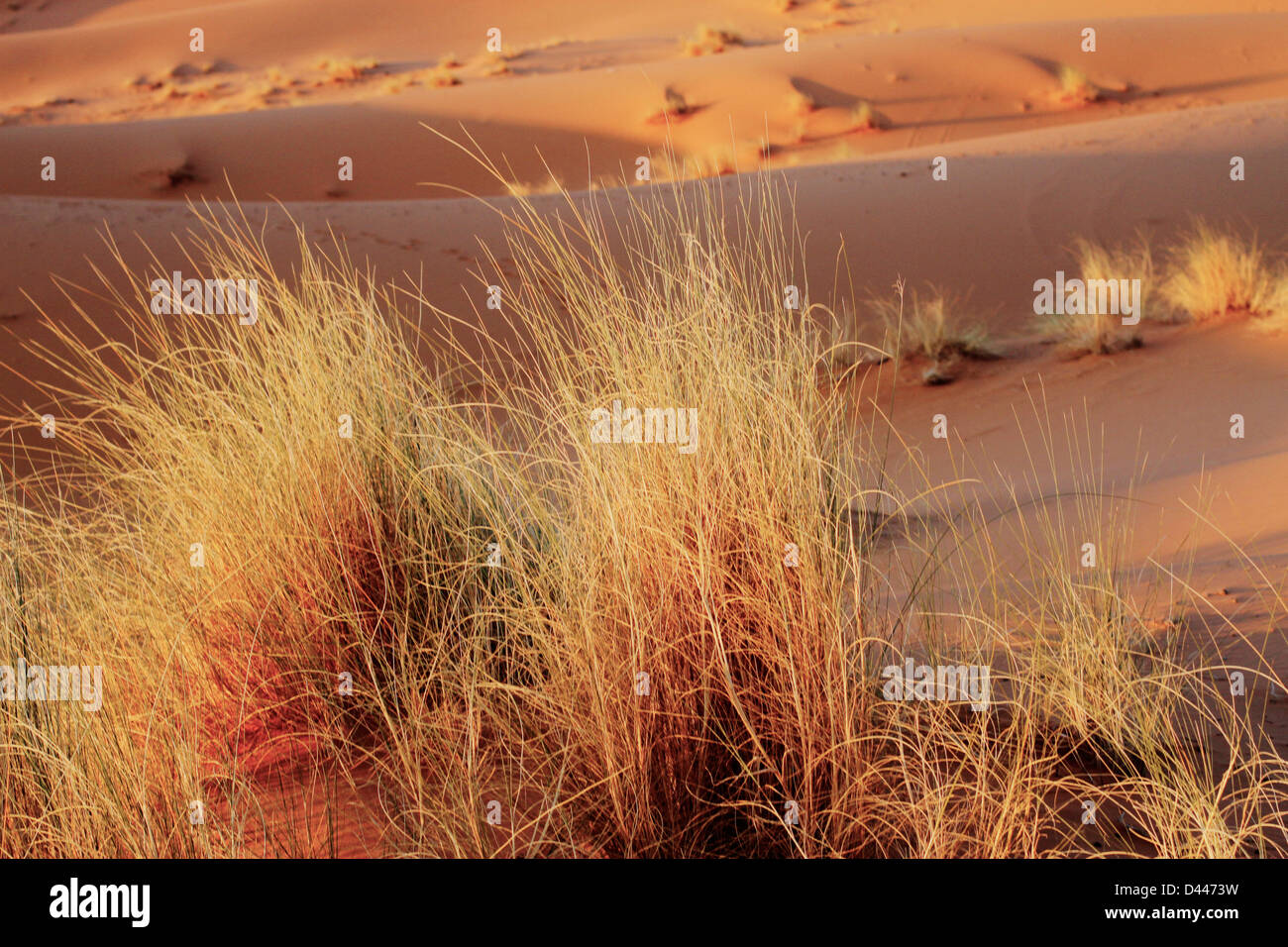Plant life in the Sahara Desert Stock Photo Alamy