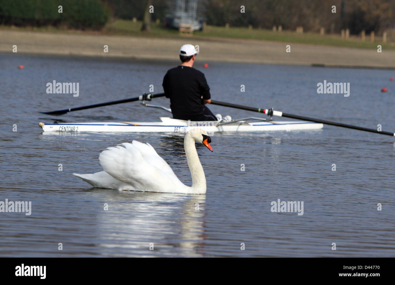 Peterborough, Cambridgeshire,UK. 4th March, 2013.  Spring is finally springing, for a couple of days at least, as a rower enjoys the sun heading towards a swan on the rowing course in Peterborough, Cambridgeshire. Pic: Paul Marriott Photography/Alamy Live News Stock Photo