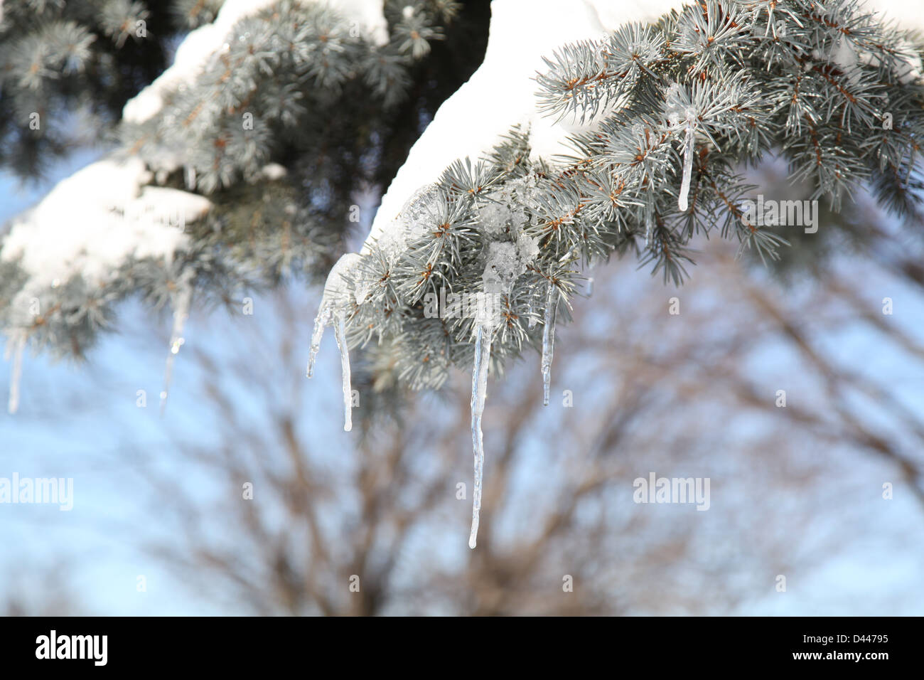 https://c8.alamy.com/comp/D44795/frozen-water-drop-tree-outside-D44795.jpg