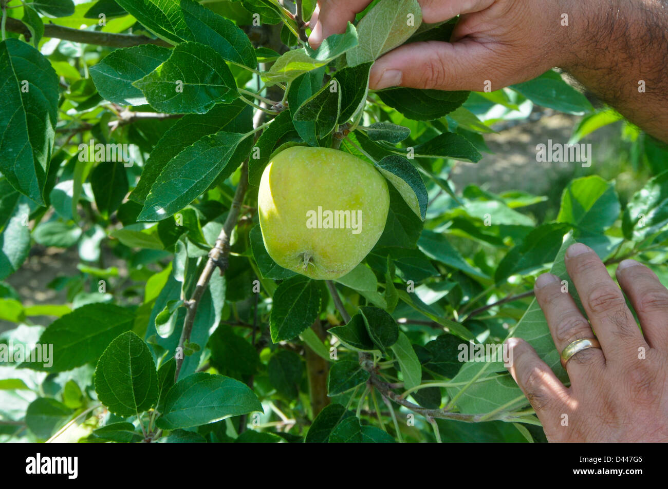 Apples on tree in orchard Stock Photo - Alamy