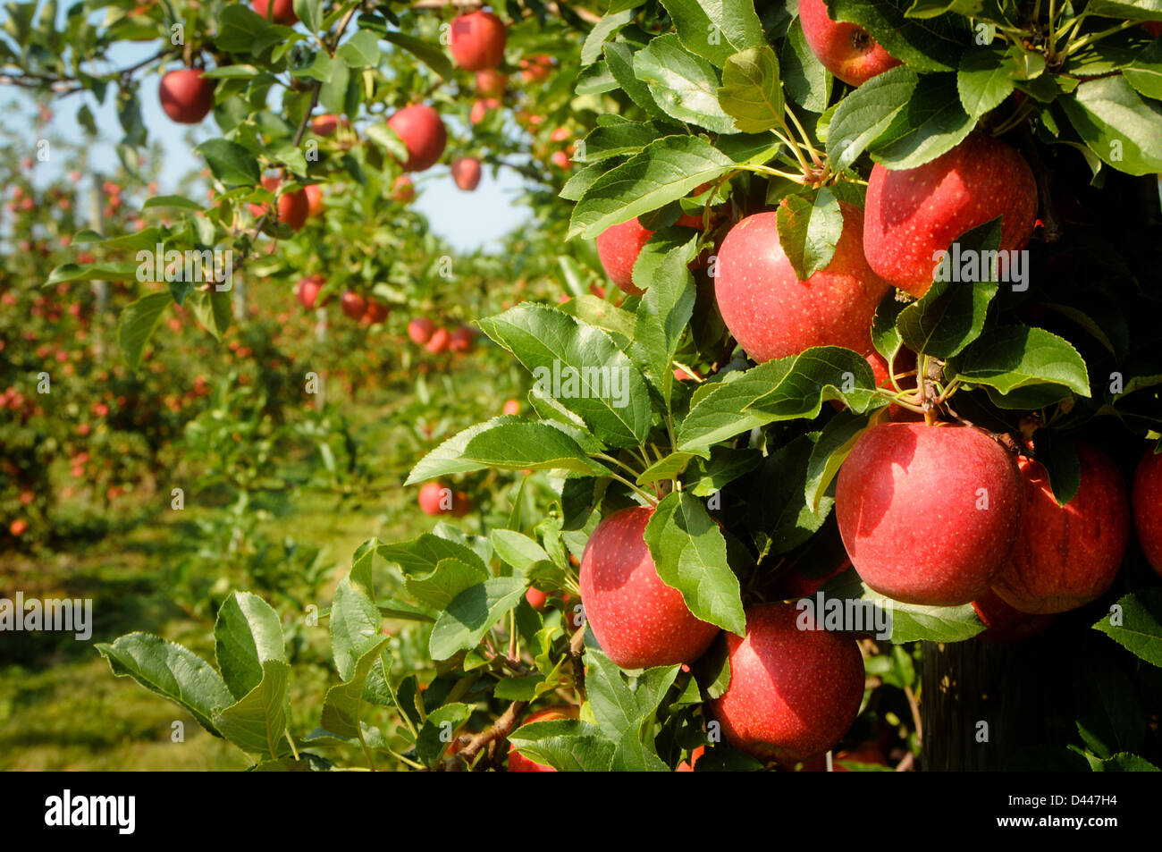 Apples on tree in orchard Stock Photo - Alamy