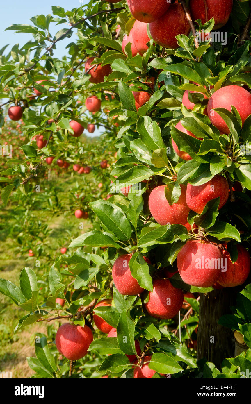 Tree in orchard hi-res stock photography and images - Alamy