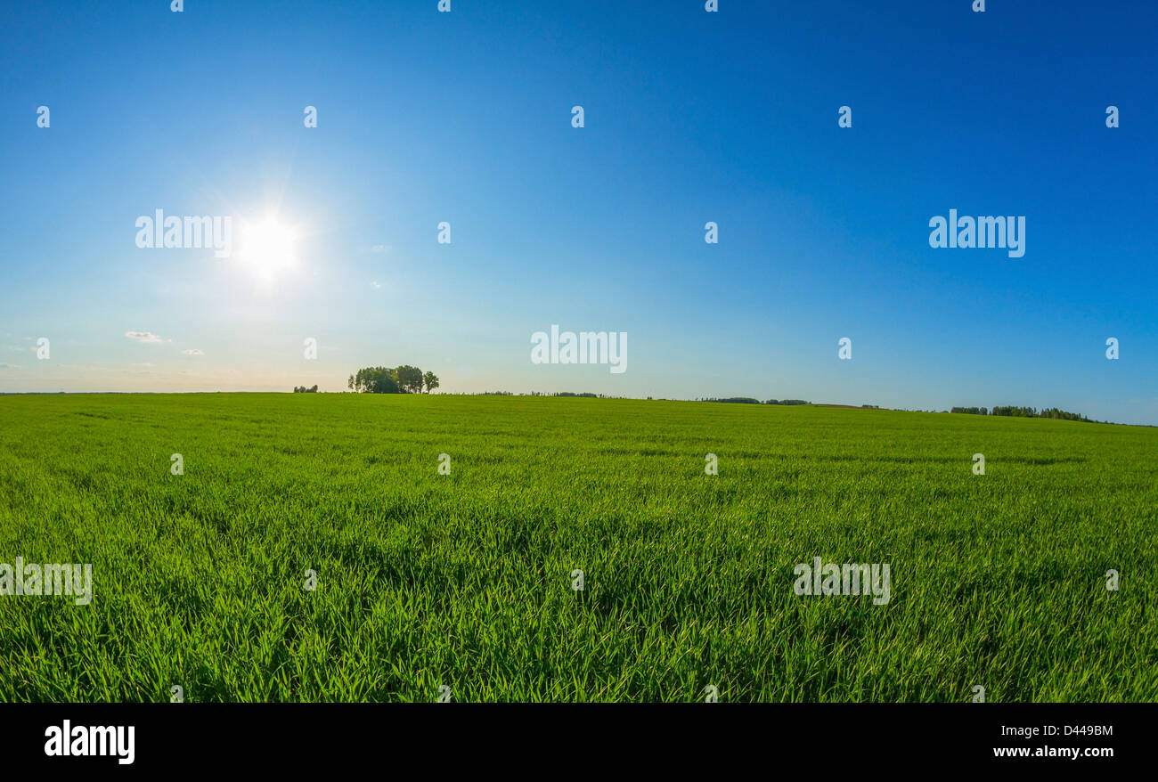 spring landscape and sun Stock Photo