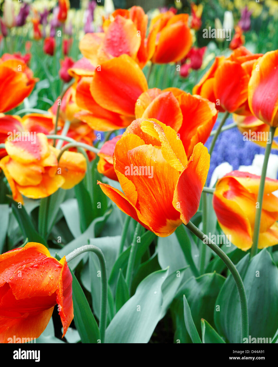 Colorful Tulips in Keukenhof Garden Stock Photo - Alamy