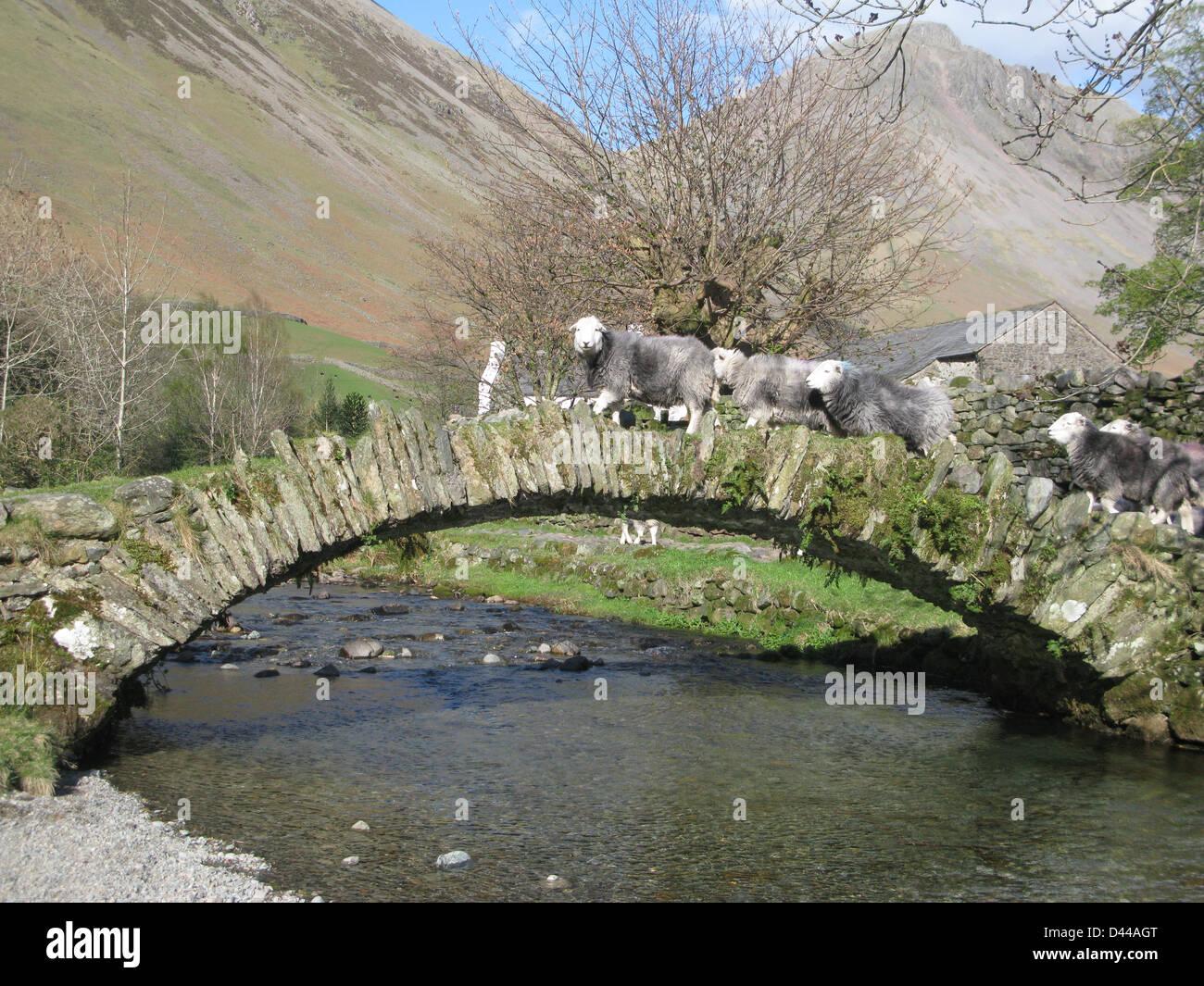 Sheep crossing the old Pack Horse Bridge at Wasdale Head near Wast Water in the Lake District Stock Photo