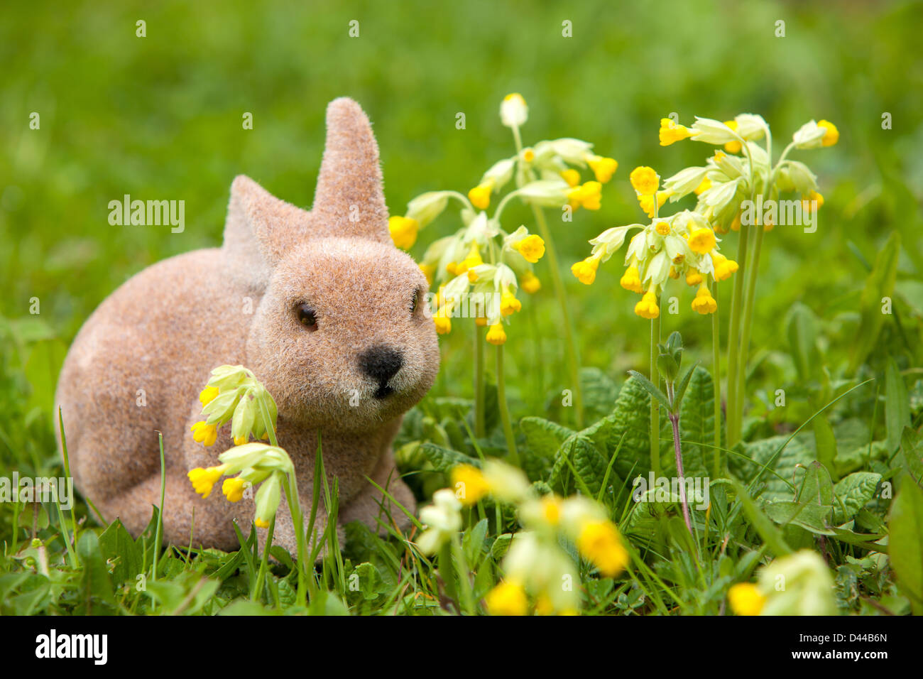 Rabbit in the garden with cowslips Stock Photo - Alamy