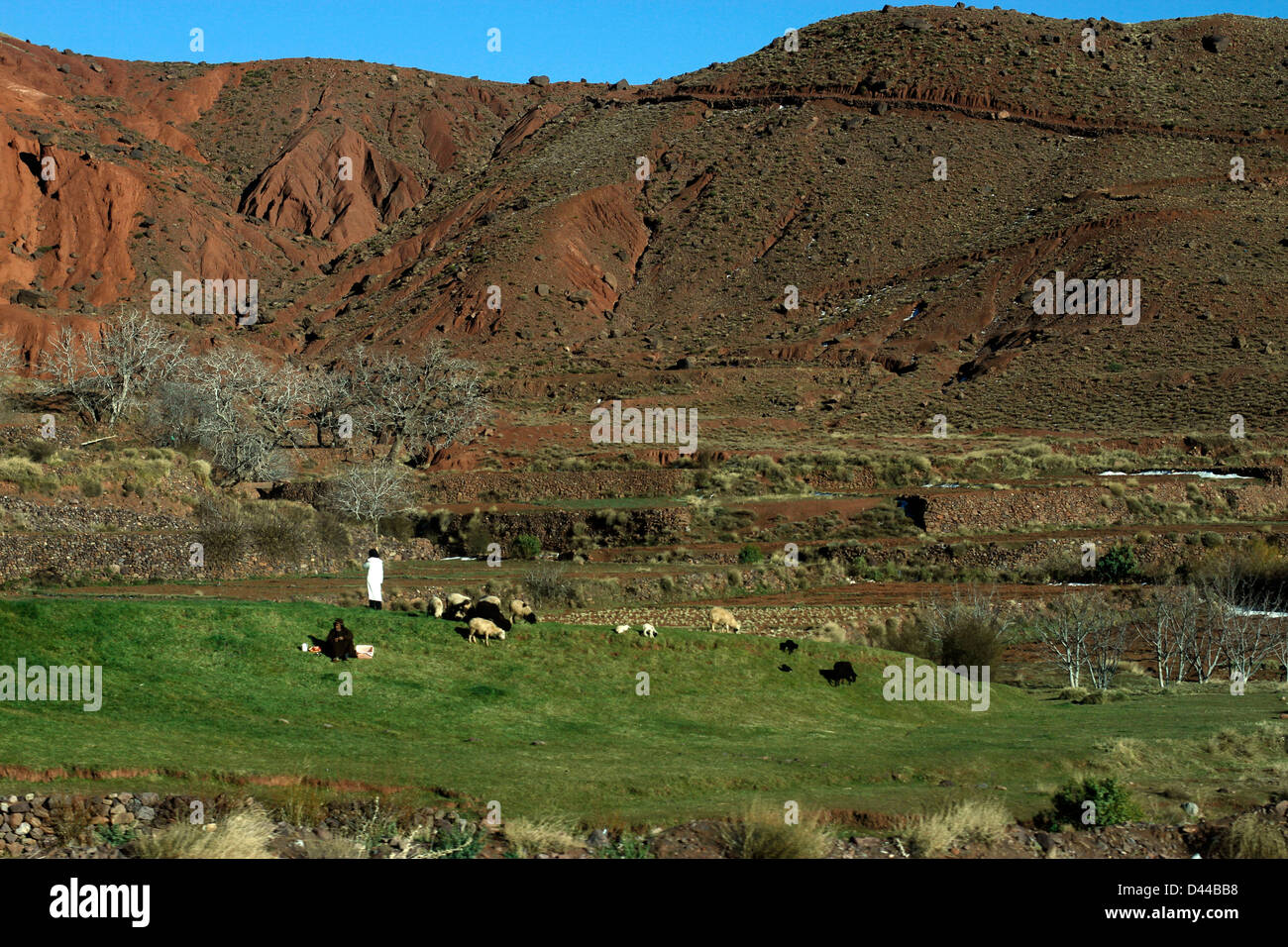 Moroccan farming hi-res stock photography and images - Alamy