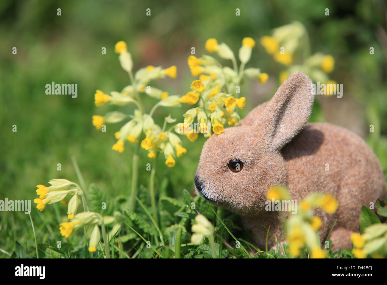 Cowslips and Easter bunny Stock Photo - Alamy