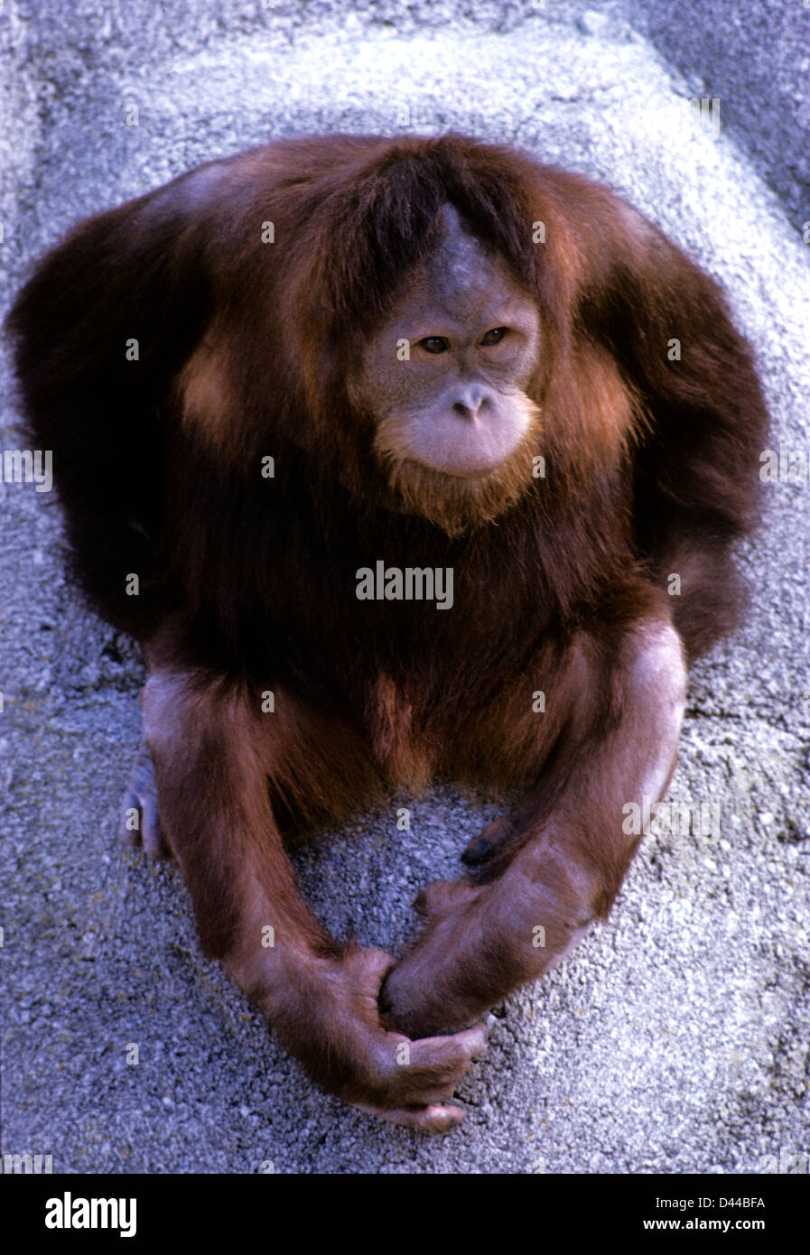 sad Orangutan sits on concrete in San Francisco Zoo Stock Photo