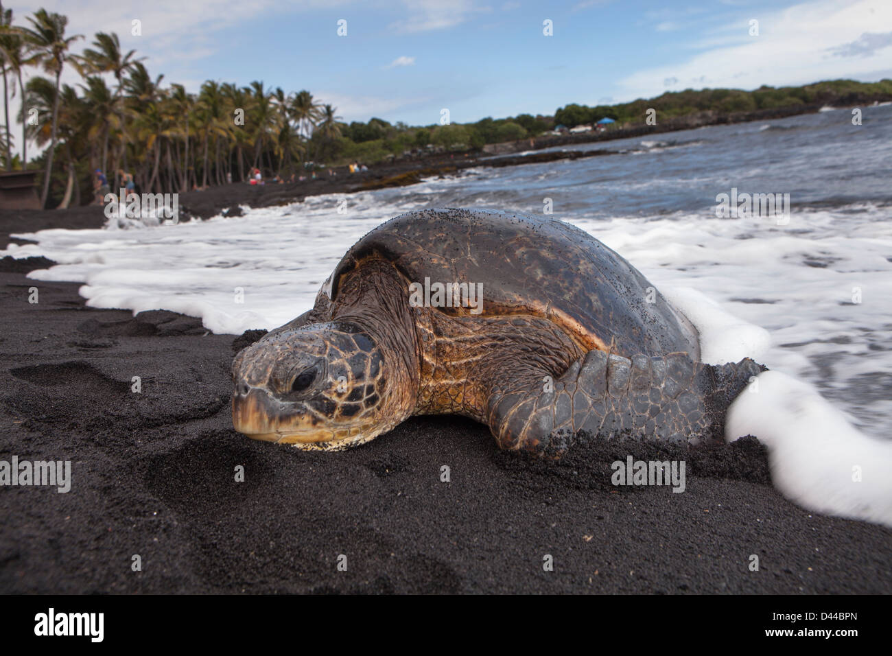 Turtle Coming A turtle coming out of the sea on the Black Sand Beach, Hawaii, USA ...