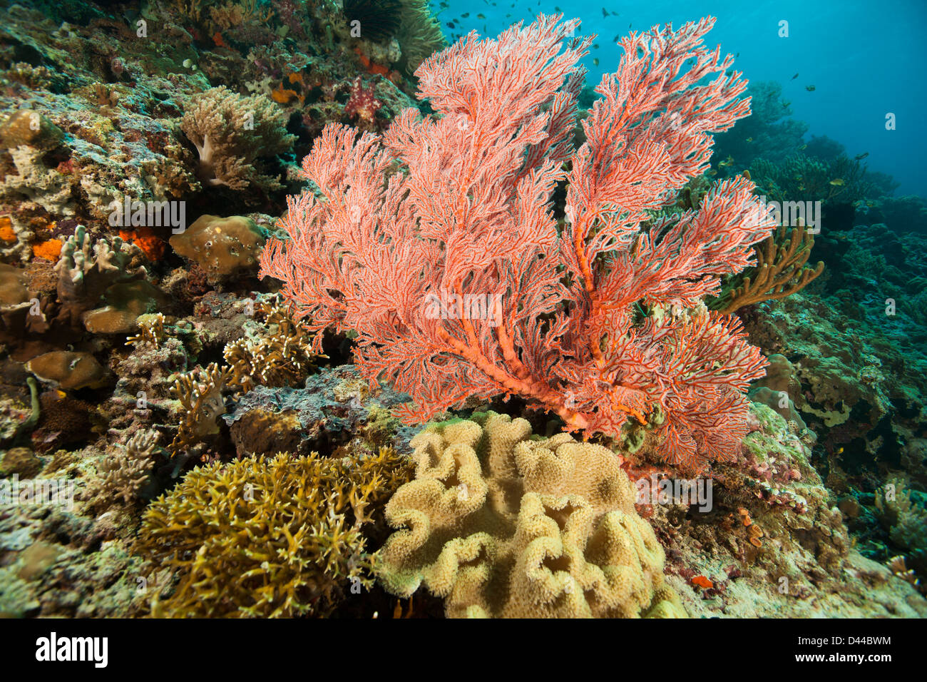 Pink sea fan with corals and sponges on a tropical coral reef in Bali
