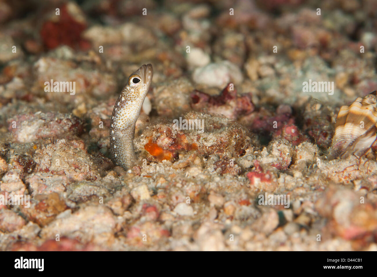Spaghetti Garden Eel (Gorgasia maculata), peering out of the coral rubble on a tropical coral reef in Bali, Indonesia. Stock Photo