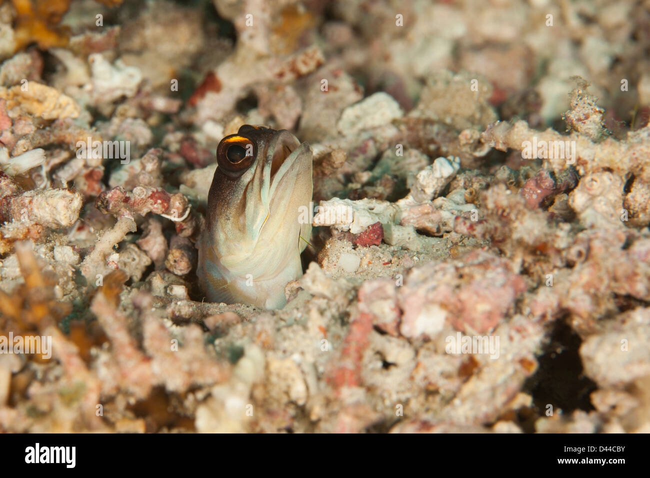 Yellowbarred Jawfish (Opistognathus sp.) peering out of the coral rubble on a tropical coral reef in Bali, Indonesia. Stock Photo