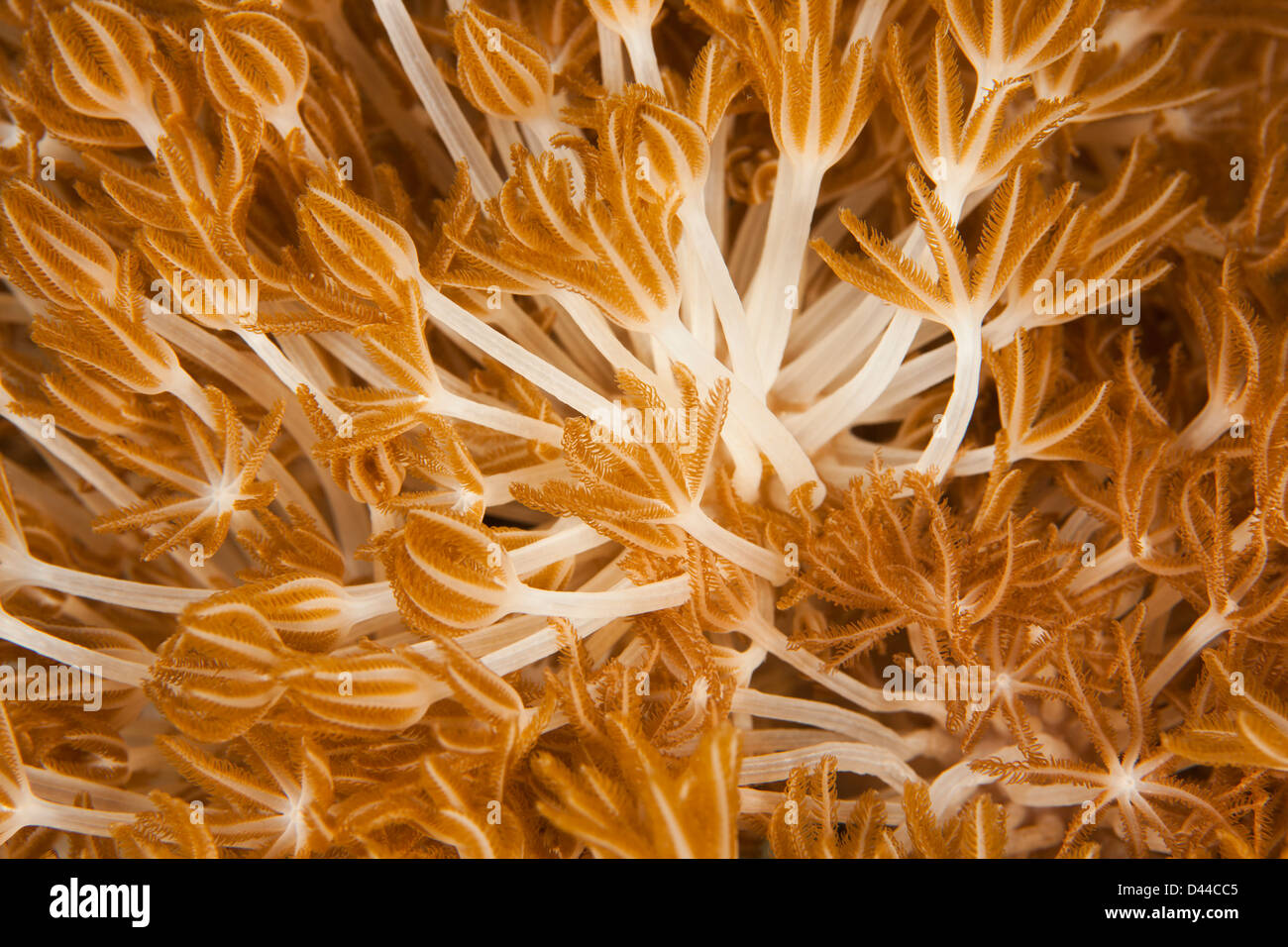 Closeup of soft coral in Bali, Indonesia. Stock Photo