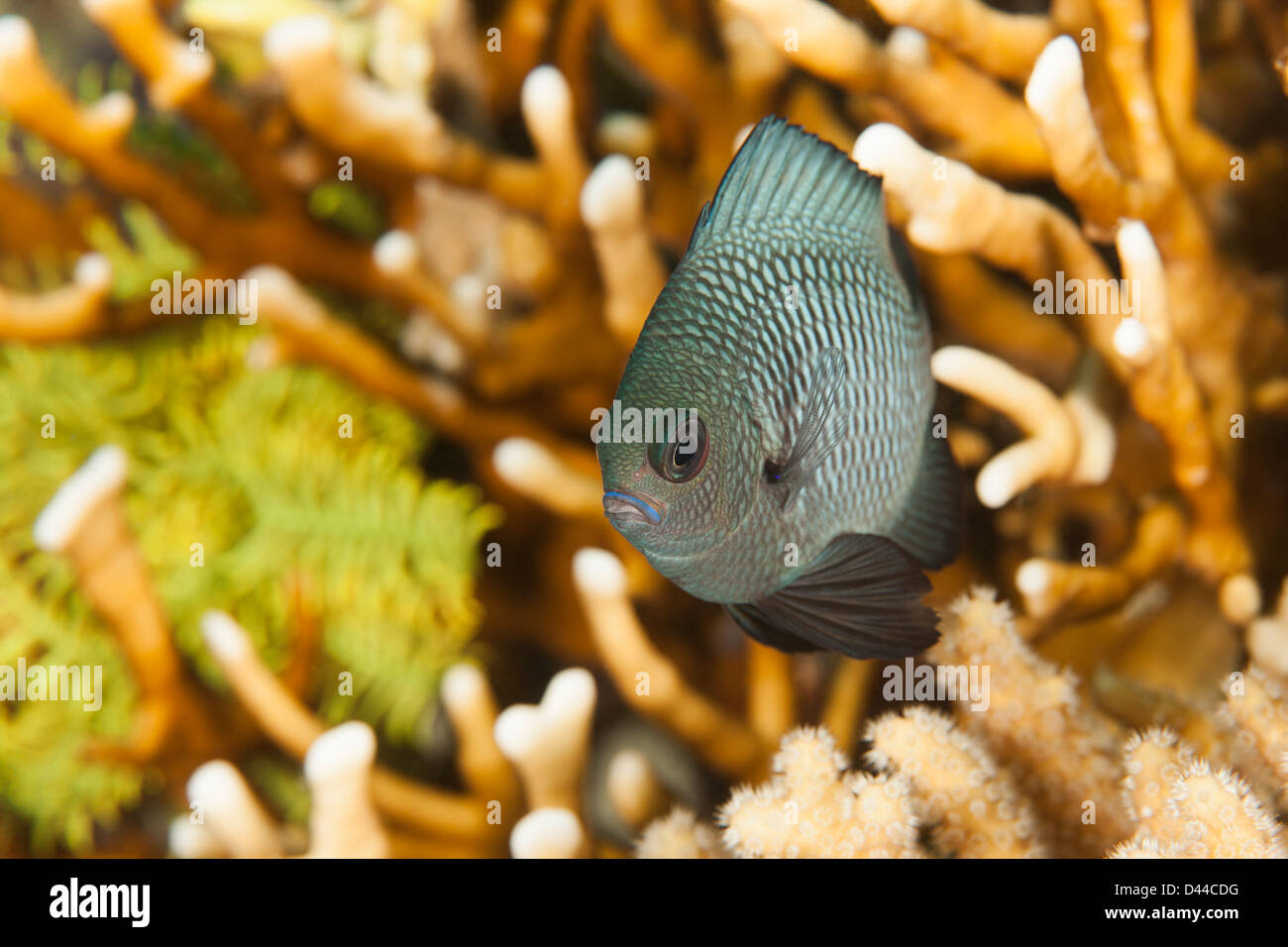 Three-spot Dascyllus (Dascyllus trimaculatus) on a tropical coral reef in Bali, Indonesia. Stock Photo