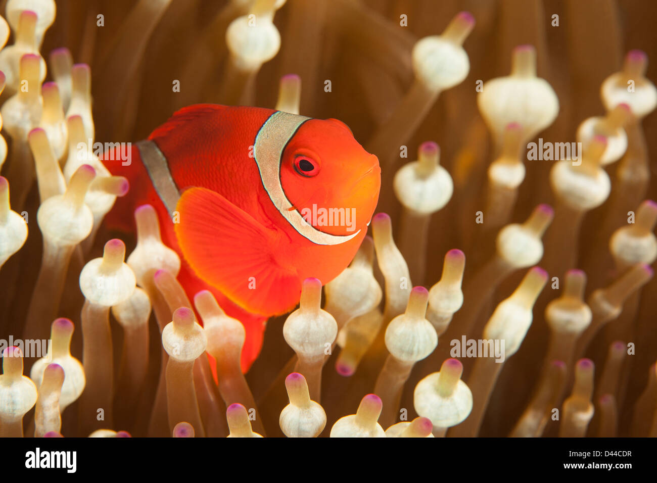Spinecheek Anemonefish (Premnas biaculeatus) in it's anemone on a tropical coral reef in Bali, Indonesia. Stock Photo