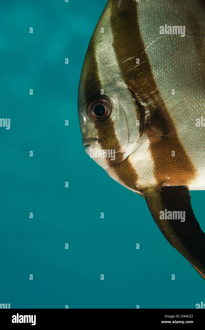 Longfin Spadefish (Platax teira), juvenile, on a tropical coral reef in Bali, Indonesia. Stock Photo