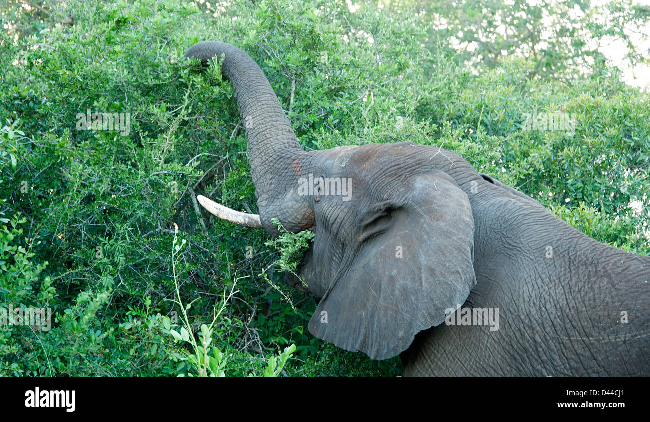 Elephant consuming the natural habitat in the South African bush. Stock Photo