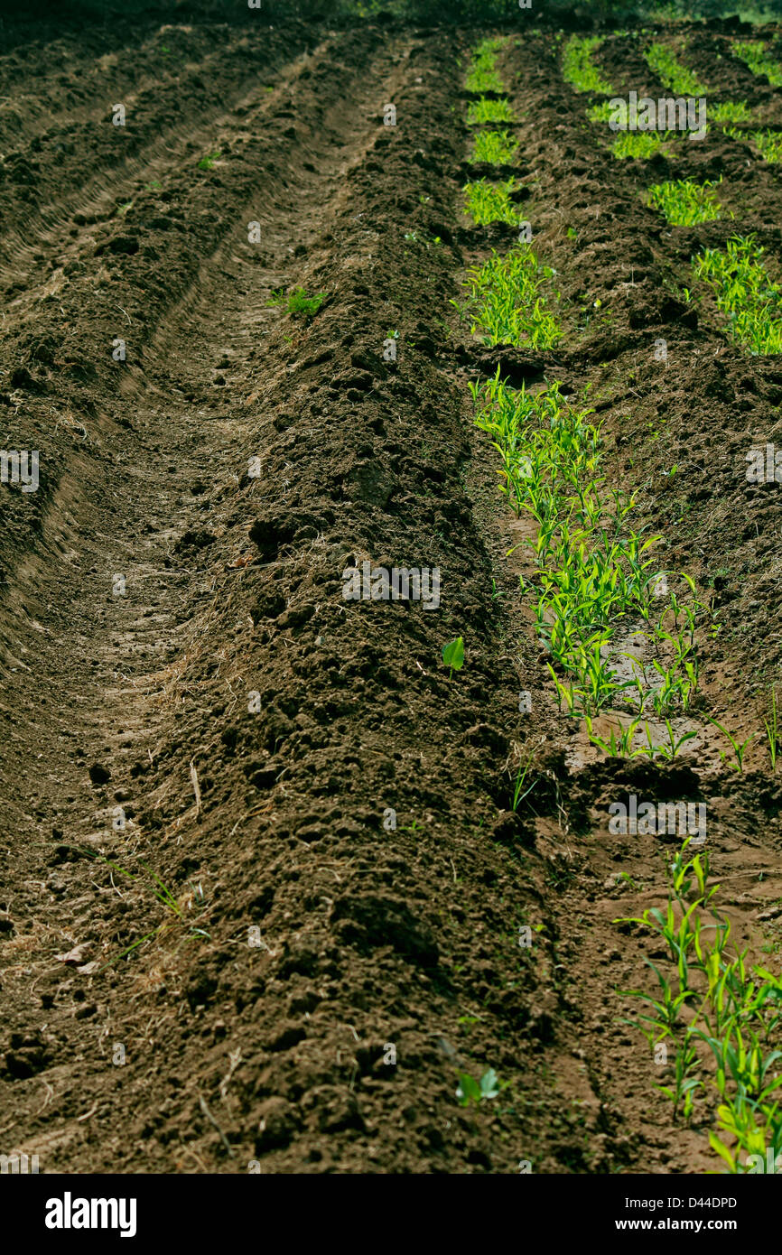 Prepare soil beds hires stock photography and images Alamy