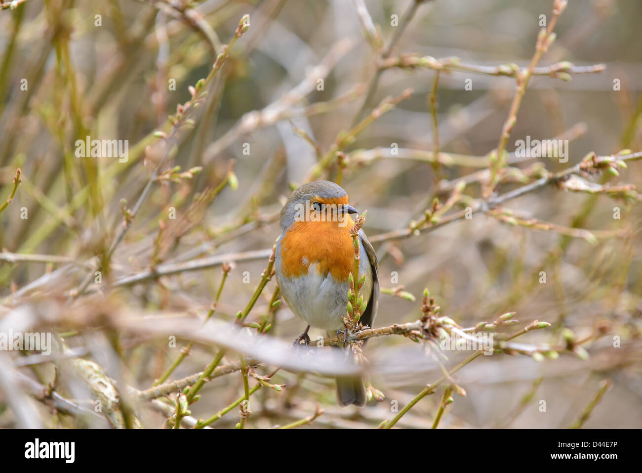 robin, snow, Christmas, log, garden, bird, winter Stock Photo