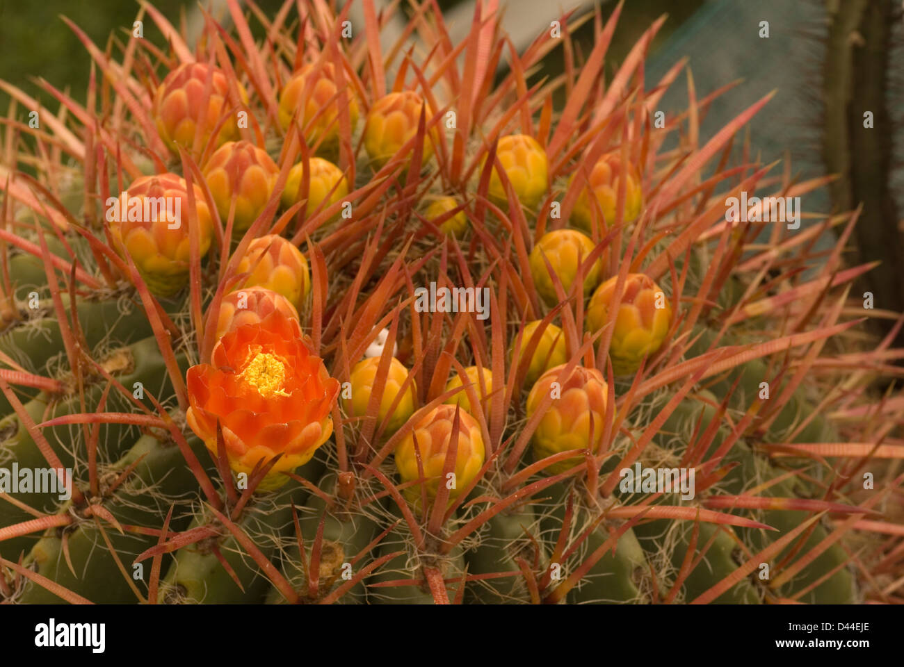 Euphorbia pentagona, Euphorbiaceae, Africa cactus Stock Photo