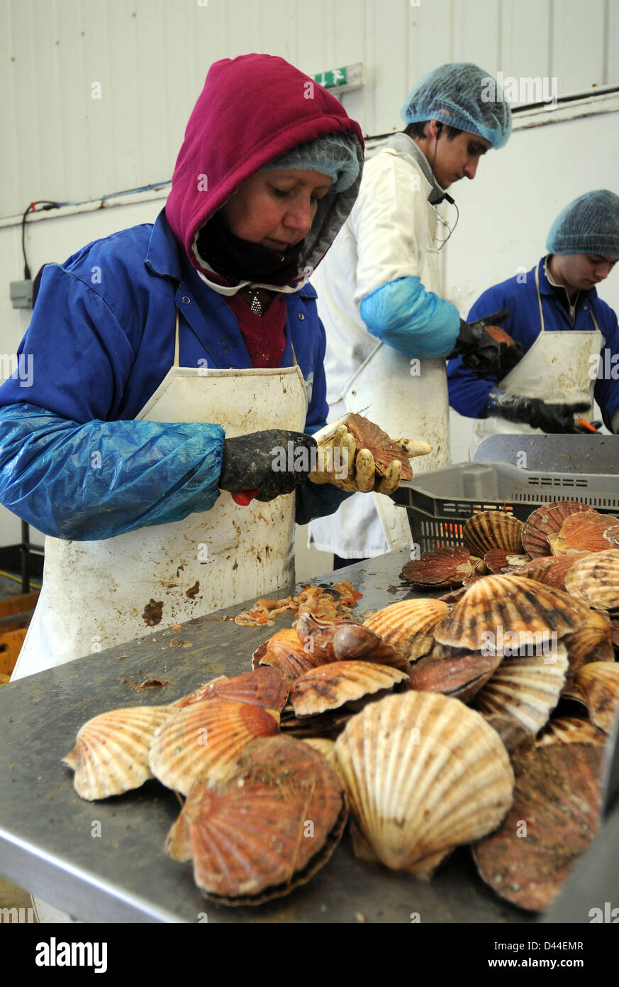 Scallops, processing scallops at a commercial fish processing factory
