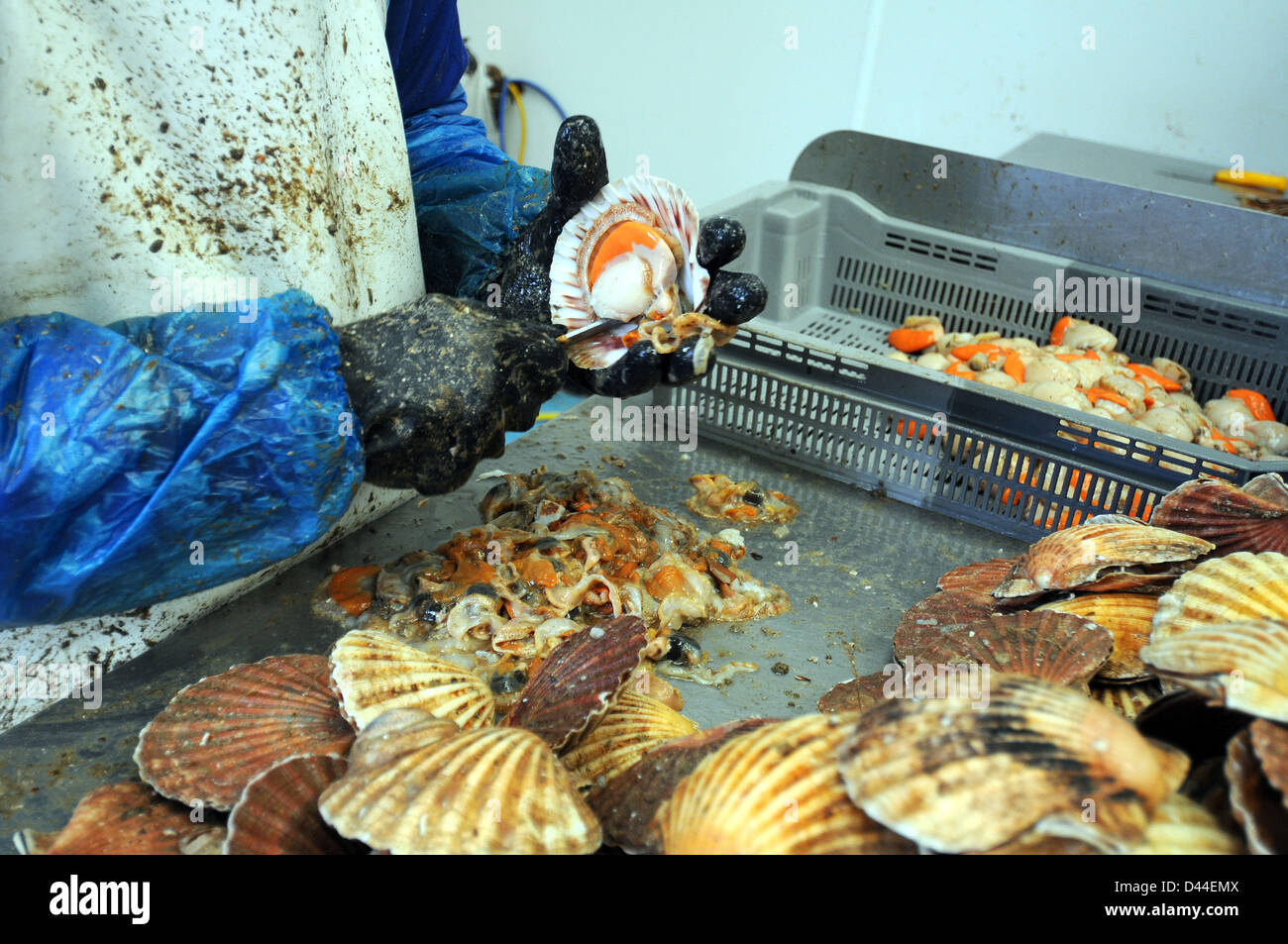 Scallops, processing scallops at a commercial fish processing factory
