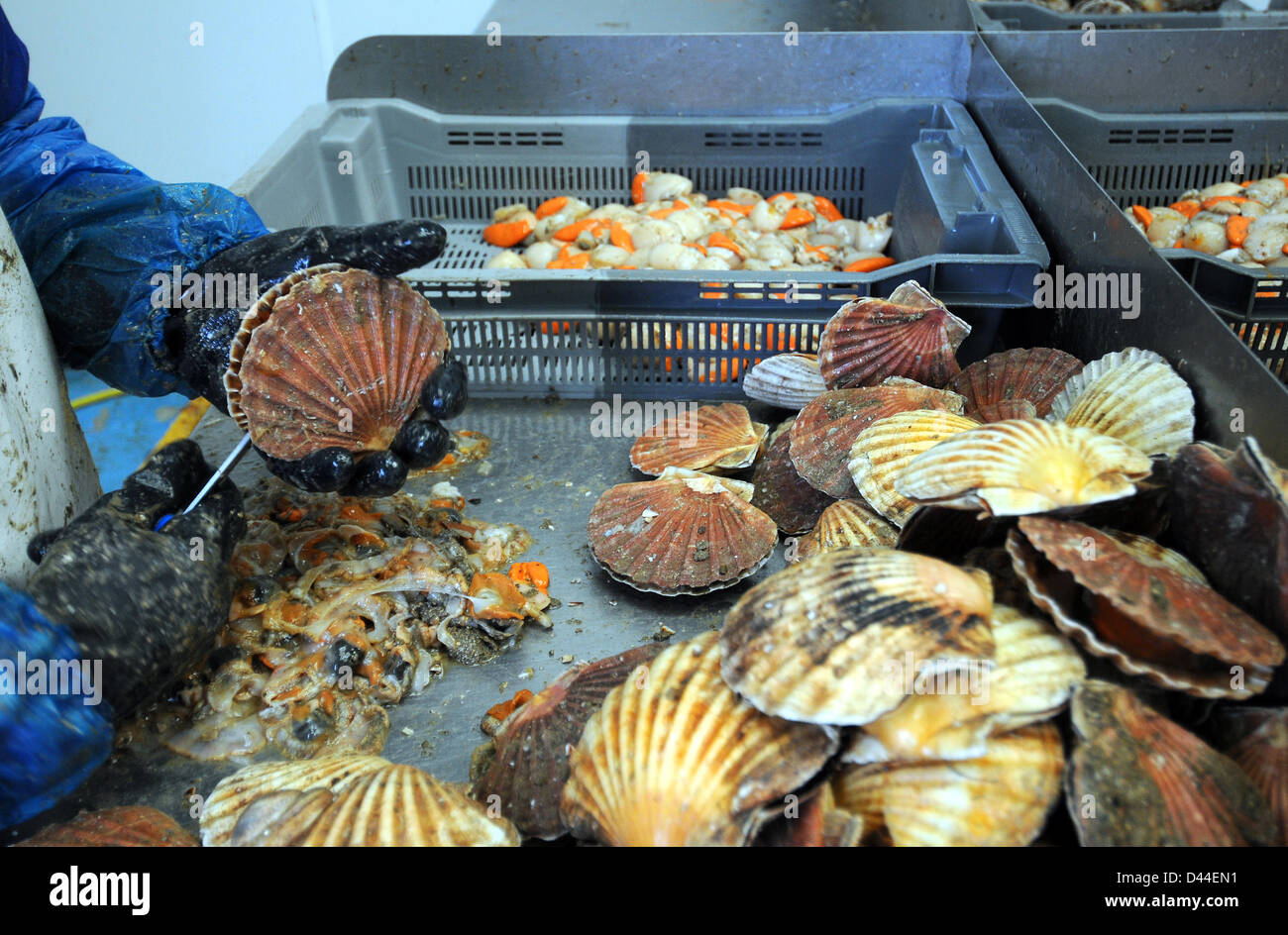 Scallops, processing scallops at a commercial fish processing factory