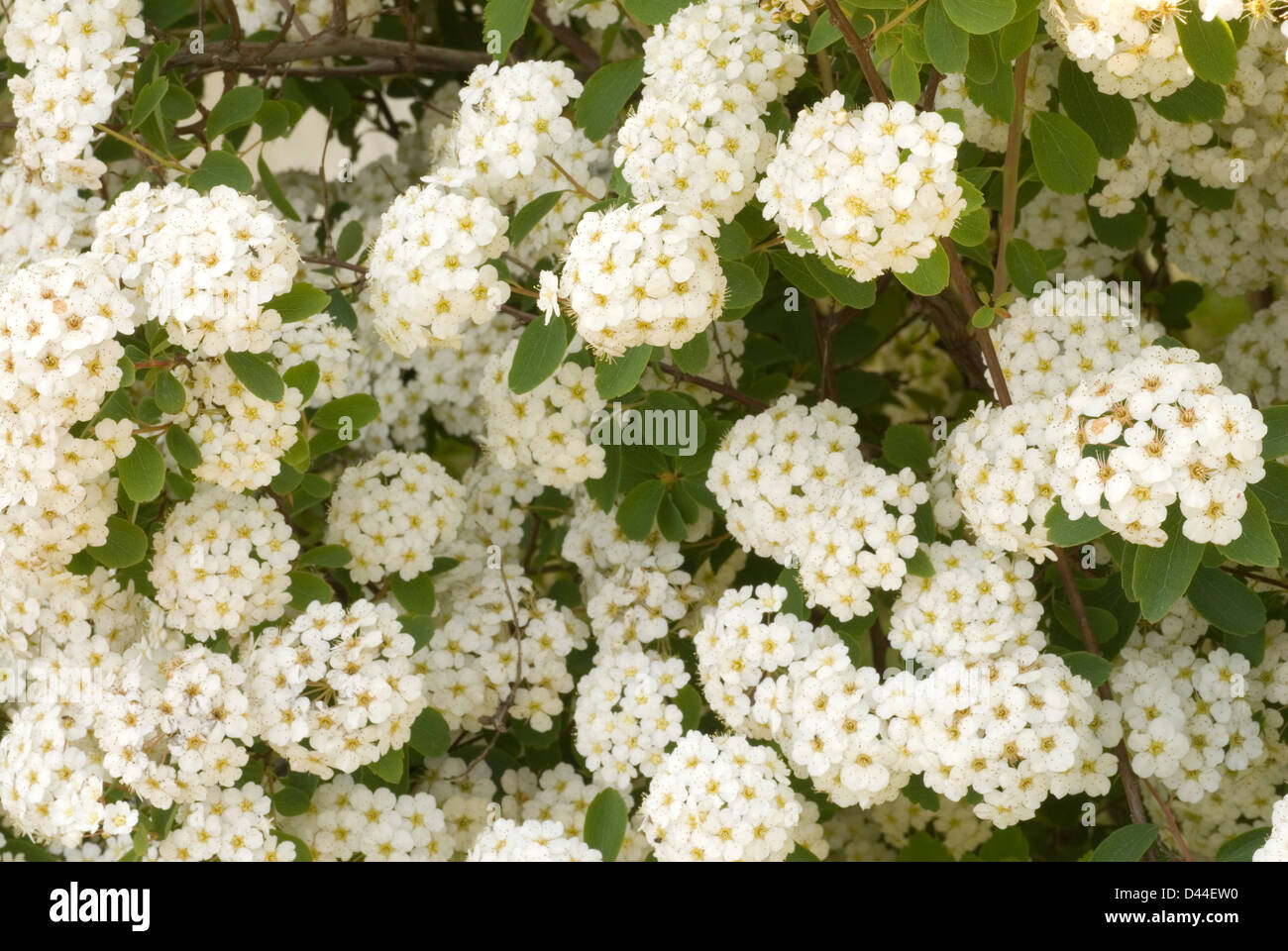 Garland Spiraea Spirea x arguta, Rosaceae Stock Photo