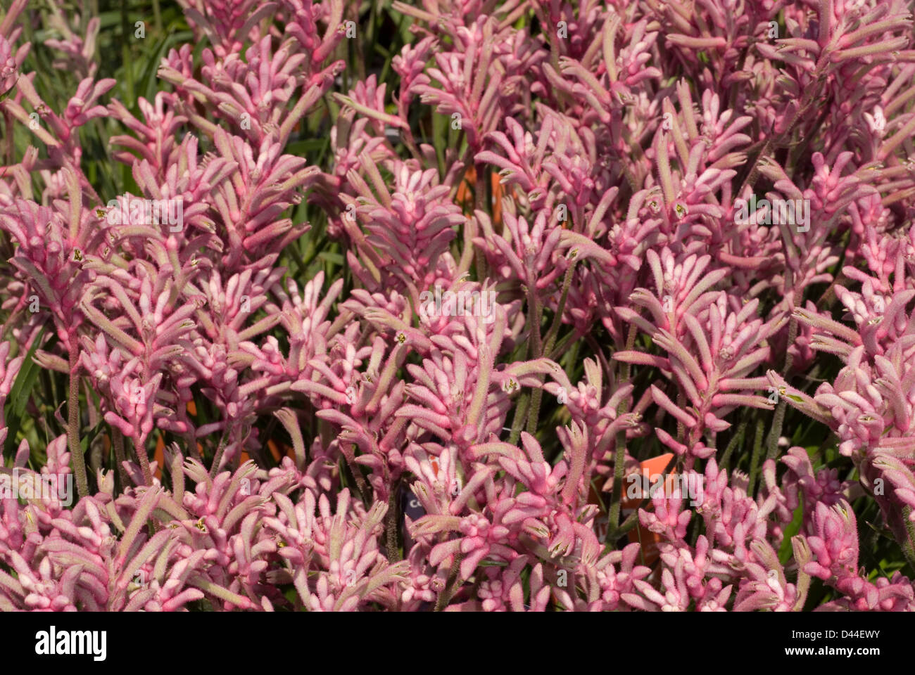 Kangaroo Paw Anigozanthos sp. "Kinga", zampa di canguro, Australia