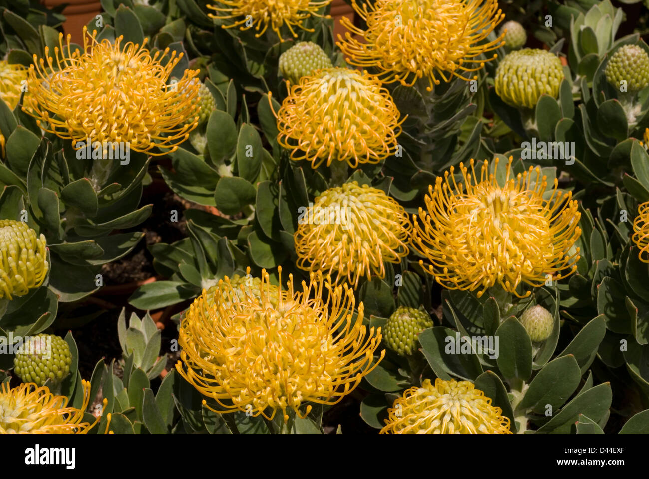Ember pincushion leucospermum glabrum x tuttum copper carnival hires