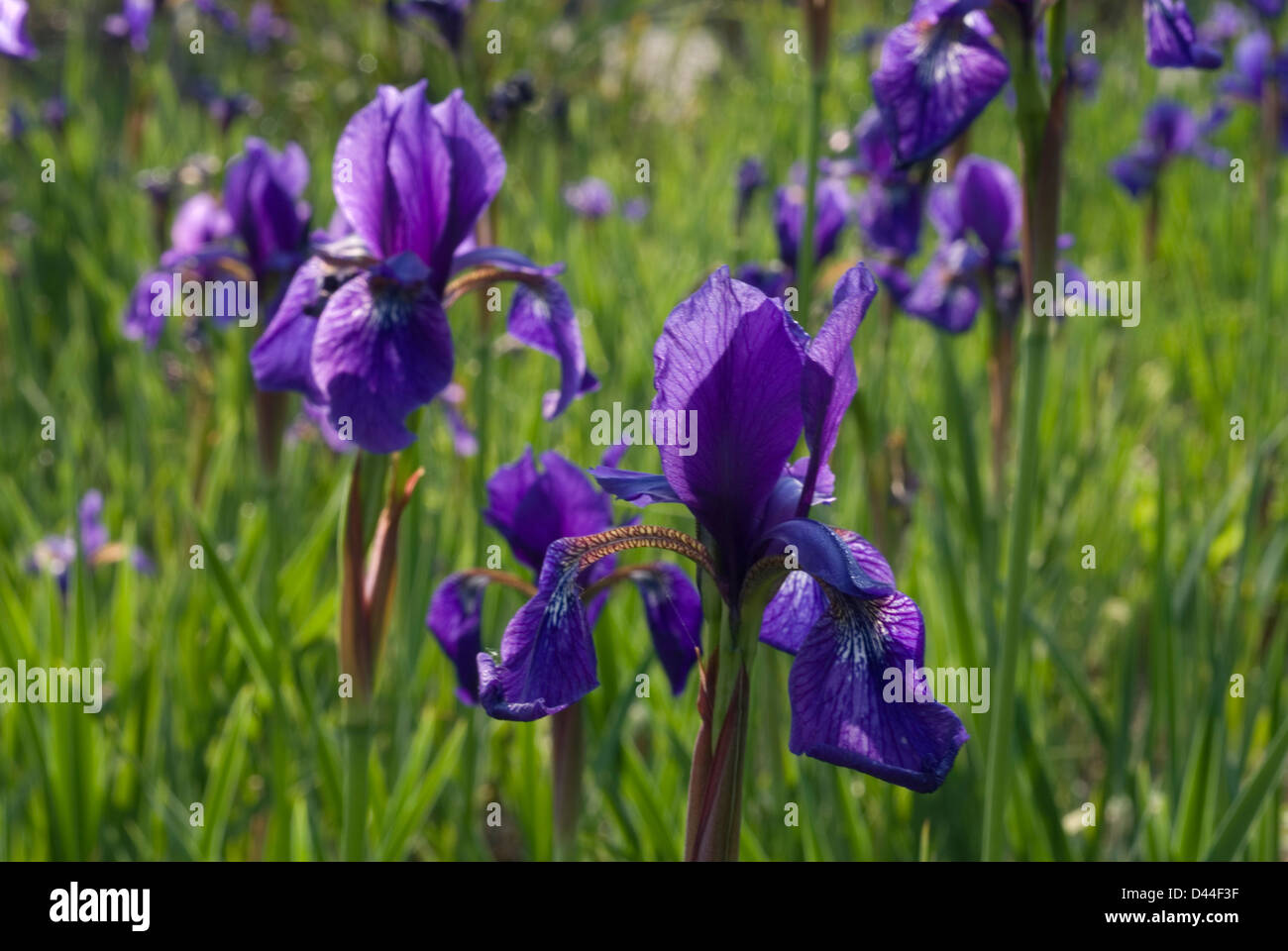 Iris sp., Iridaceae Stock Photo