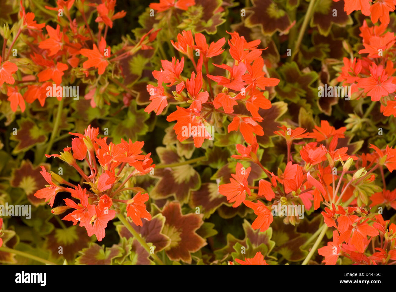 Pelargonium zonali stellari 'Golden Heart' , gerani, piante terrestri, geraniacee, fiori Stock Photo