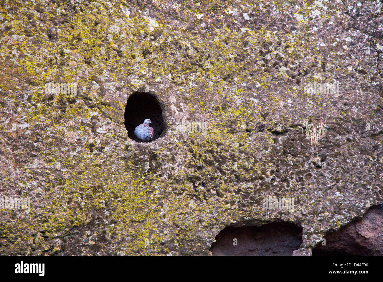 Pigeon in a hole, Lalibela, Ethiopia Stock Photo Alamy