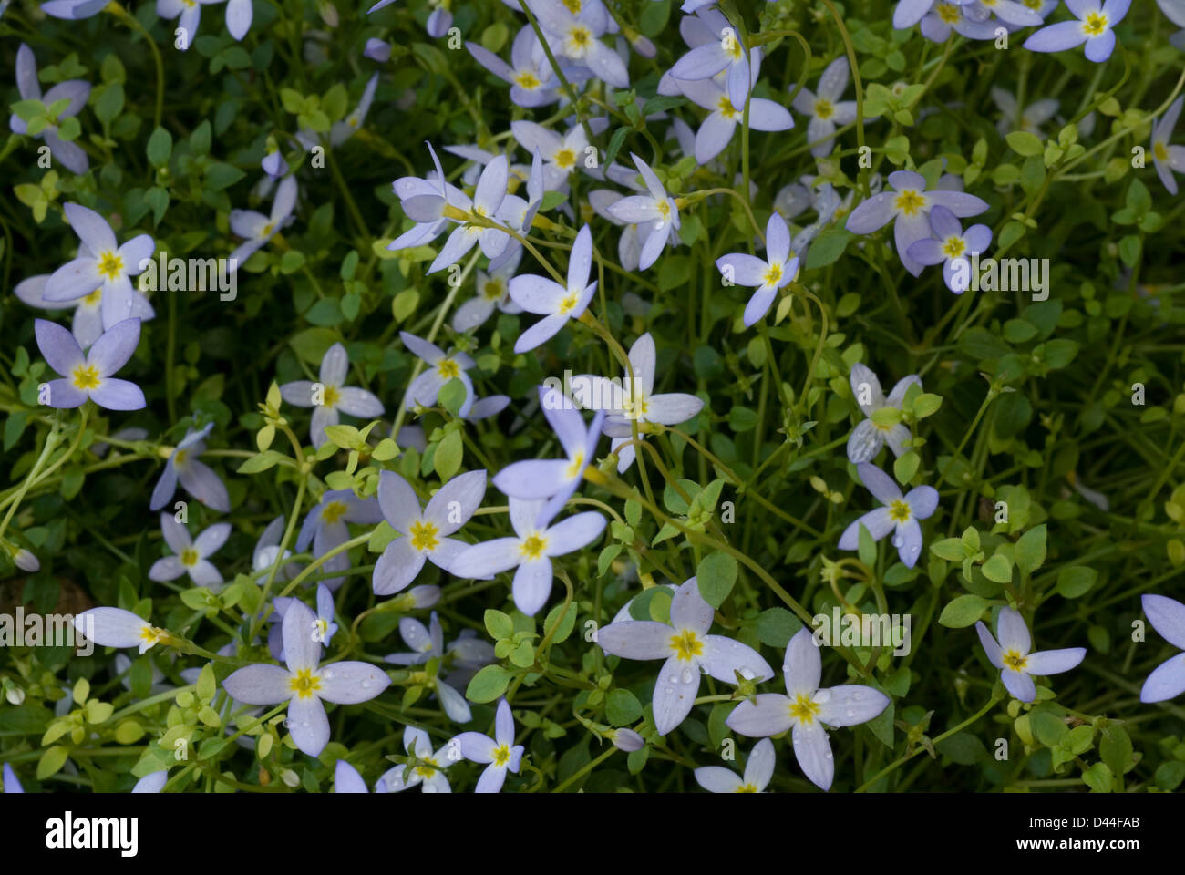 Mountain Bluets, Quaker Ladies, Azure Bluet  Houstonia caerulea 'Milard's Variety', Rubiaceae Stock Photo