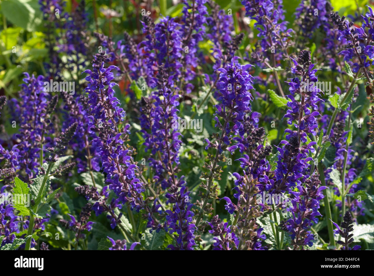 Sage Salvia x sylvestris 'viola Klose', salvia silvestre, Lamiaceae Stock Photo