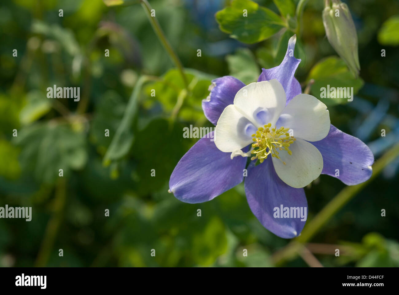 Aquilegia caerulea 'Heterosis Musik Blue-White', Ranuncolaceae Stock Photo