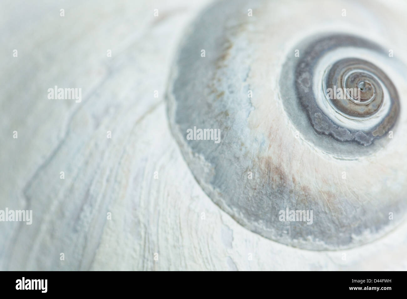 Moon shell hires stock photography and images Alamy